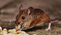 24 Hour & Emergency Exterminators in Bear Creek, WI